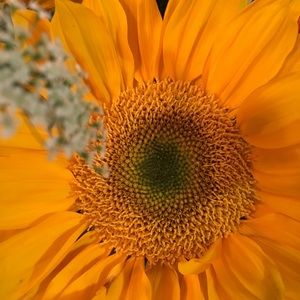 Meet your Posher, Dee